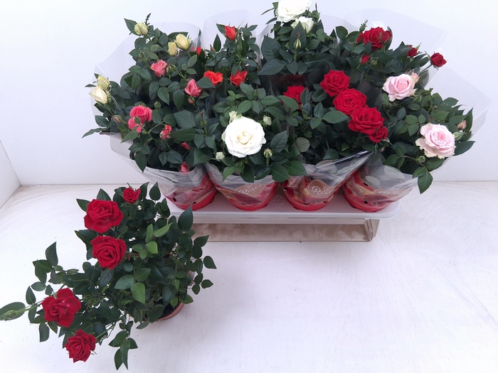 <h4>RO FAV RO GEM 6 SRT</h4>