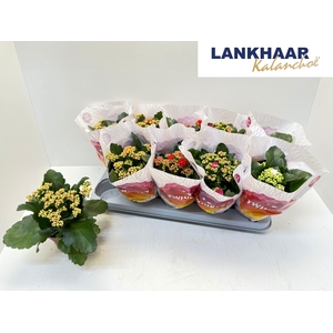 KAL GE PERF GEM 5 KL