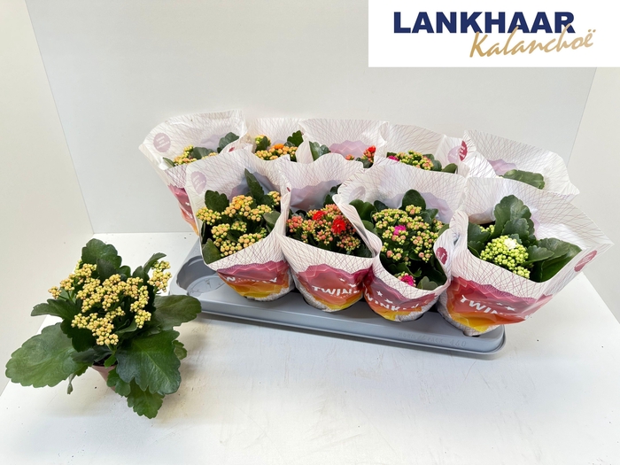 <h4>KAL GE PERF GEM 5 KL</h4>