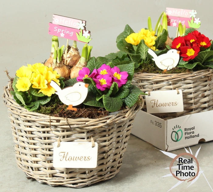 <h4>ARR TUINPLANTEN</h4>