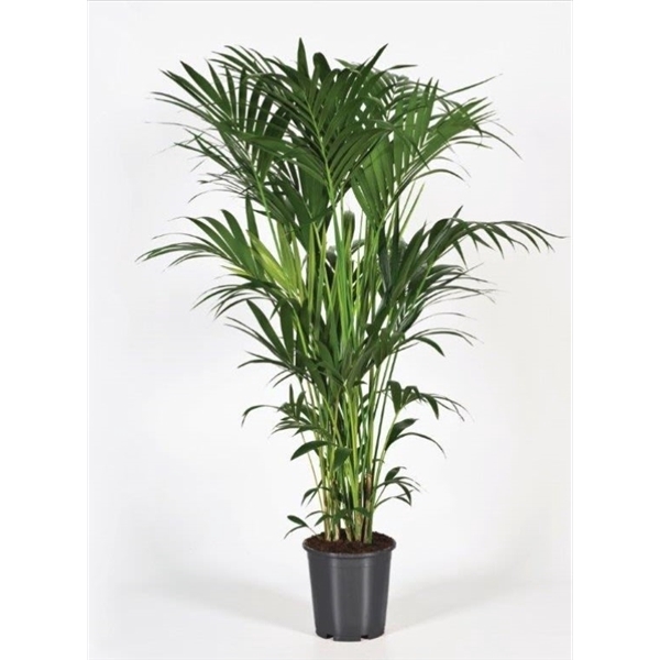 <h4>Howea forsteriana 160cm (Kentia)</h4>