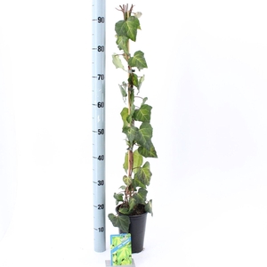 Hedera colchica Sulphur Heart