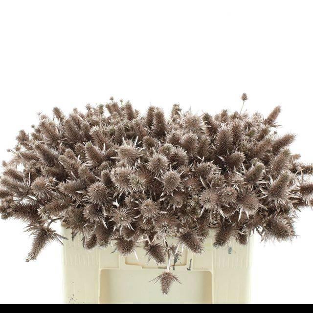 <h4>ERYN A OV KLB H%</h4>