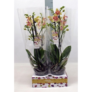 Phalaenopsis   ...yellow