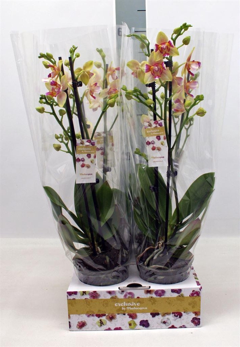 <h4>Phalaenopsis ...yellow</h4>