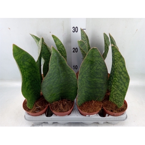 Sansevieria grandis