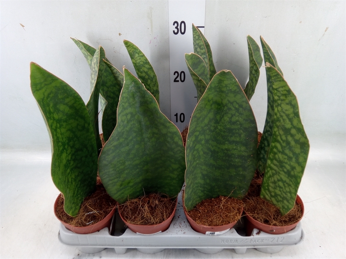 <h4>Sansevieria grandis</h4>