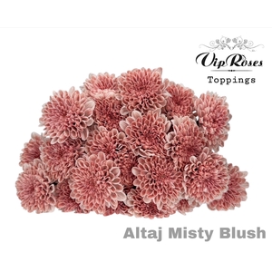 Chr T Altaj Misty Blush