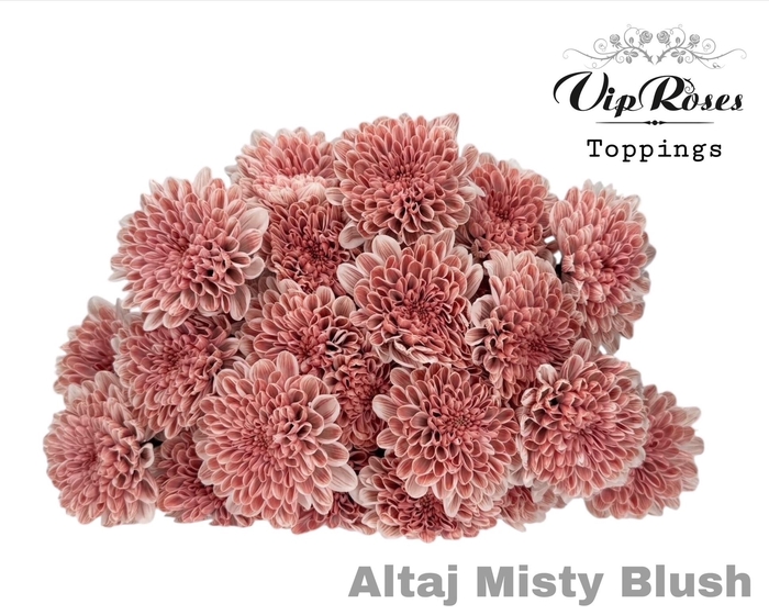 <h4>CHR T ALTAJ MISTY BLUSH</h4>