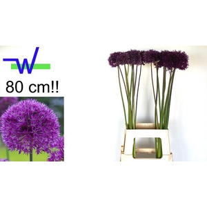 ALLIUM PURPLE SENS