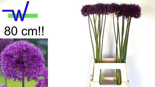 <h4>ALLIUM PURPLE SENS</h4>