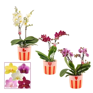 Phalaenopsis multiflora 2 tak mix in Romée (Sympathetic moods-co