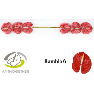 ANTH A RAMBLA 6 Small Pack