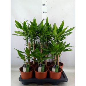 Dracaena frag. 'Steudneri'