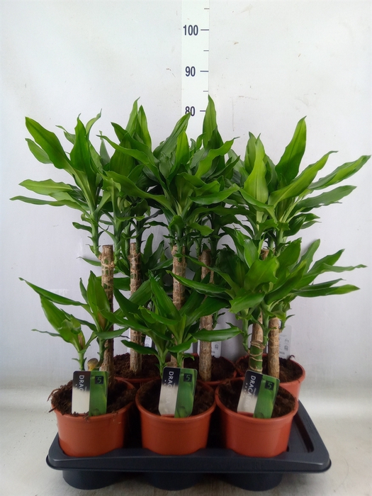 <h4>Dracaena frag. 'Steudneri'</h4>