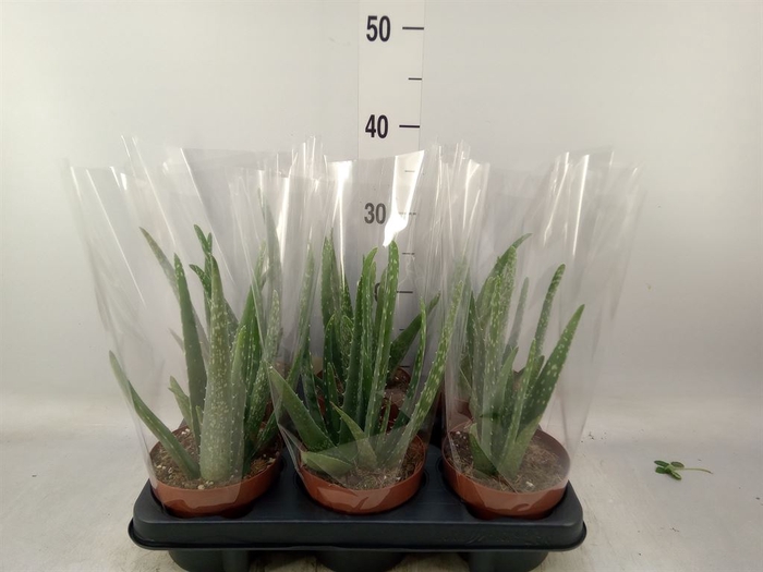<h4>Aloe vera</h4>
