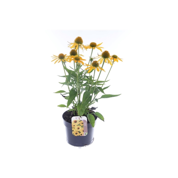 <h4>Echinacea purp. Sombrero Yellow</h4>