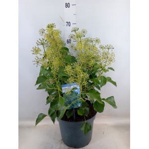 Hedera helix 'Arborescens'