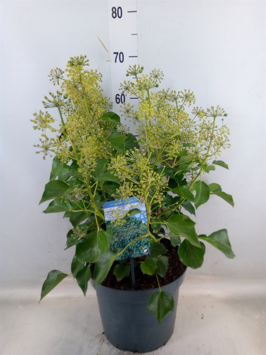 <h4>Hedera helix 'Arborescens'</h4>