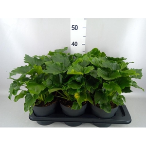 Philodendron   ...