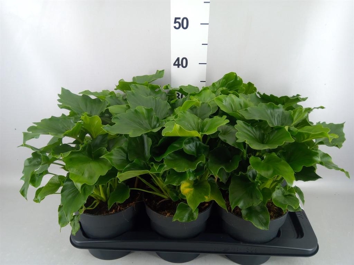 <h4>Philodendron ...</h4>