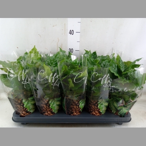 Coffea arabica