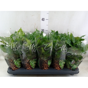 Coffea arabica
