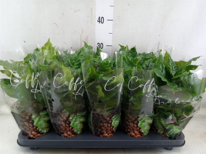 <h4>Coffea arabica</h4>