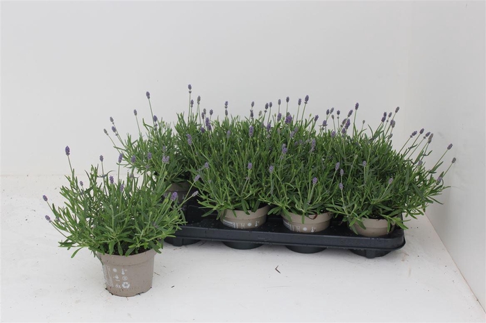 arr8 Lavan An Essence Pur