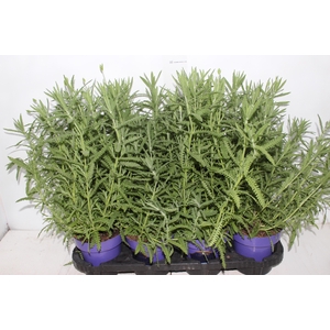LAVANDULA ANGUSTIFOLIA P15