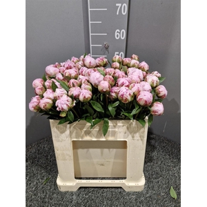 Paeo L Sara Bernhard Rosa