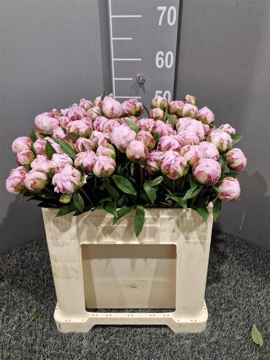 <h4>Paeo L Sara Bernhard Rosa</h4>