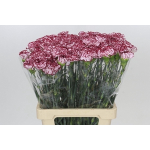 Dianthus St Olympia