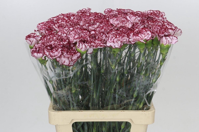 <h4>Dianthus St Olympia</h4>