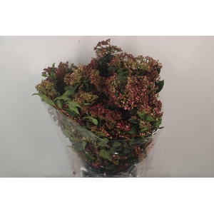 VIBURNUM VALERIY RED PER STEM