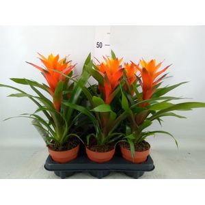 Guzmania  'Variada'