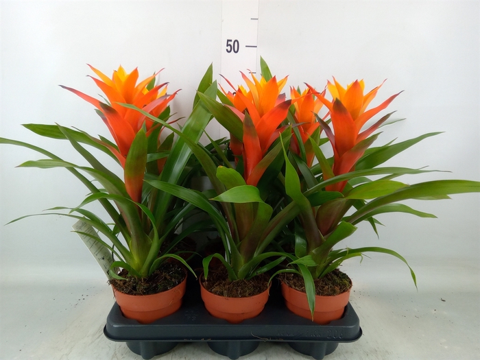 <h4>Guzmania  'Variada'</h4>