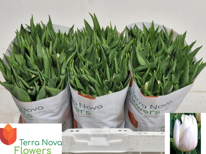 <h4>TU EN WHITE PRINCE</h4>