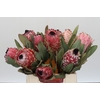Protea Barbigera Air