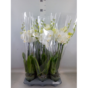 Phalaenopsis   ...white