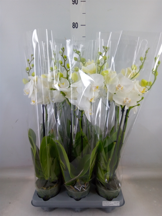 <h4>Phalaenopsis   ...white</h4>