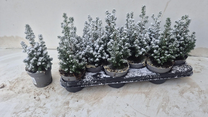 <h4>CHAM TH TOP POINT</h4>