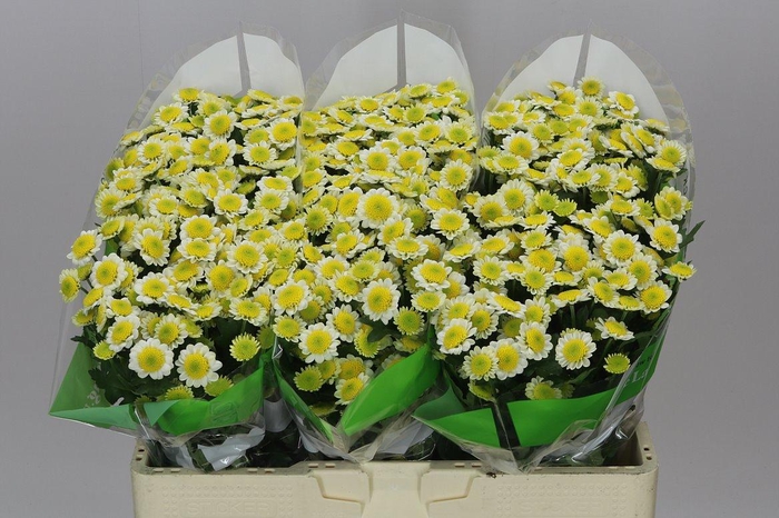 <h4>Sant Sun Up</h4>