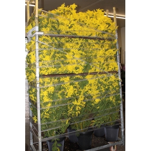 Mimosa Branche 200cm P Stem