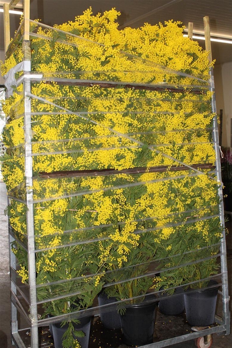 <h4>Mimosa Branche 200cm P Stem</h4>