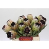 Protea Niobe