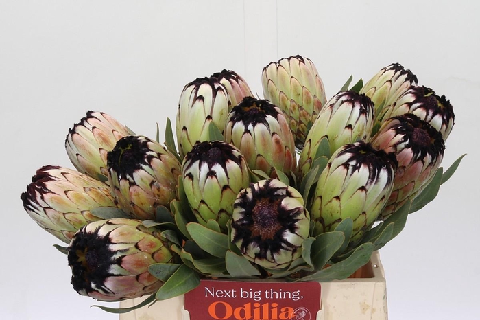 <h4>Protea Niobe</h4>