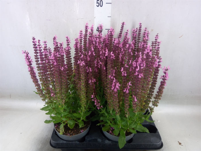 <h4>Salvia nemorosa</h4>