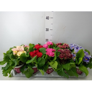 Primula ac. 'Sirococco'   ...mix