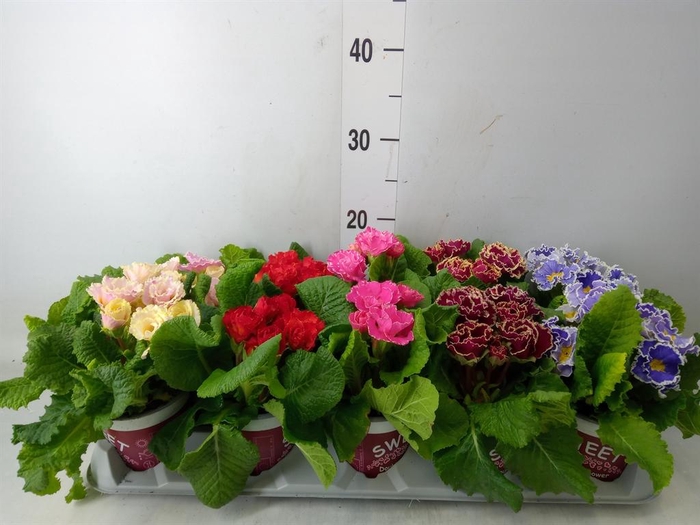 <h4>Primula ac. 'Sirococco' ...mix</h4>